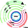 dna6.jpg (214612 bytes)