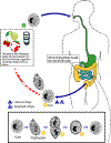 Balantidium-lc.gif (22642 bytes)