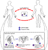 Trichomonas-lc.gif (15402 bytes)