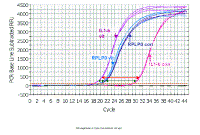 PCR_Amplification_vs_Cycle4.gif (33526 bytes)